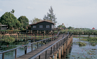 บริเวณป่าชายเลนหรือป่าพรุ